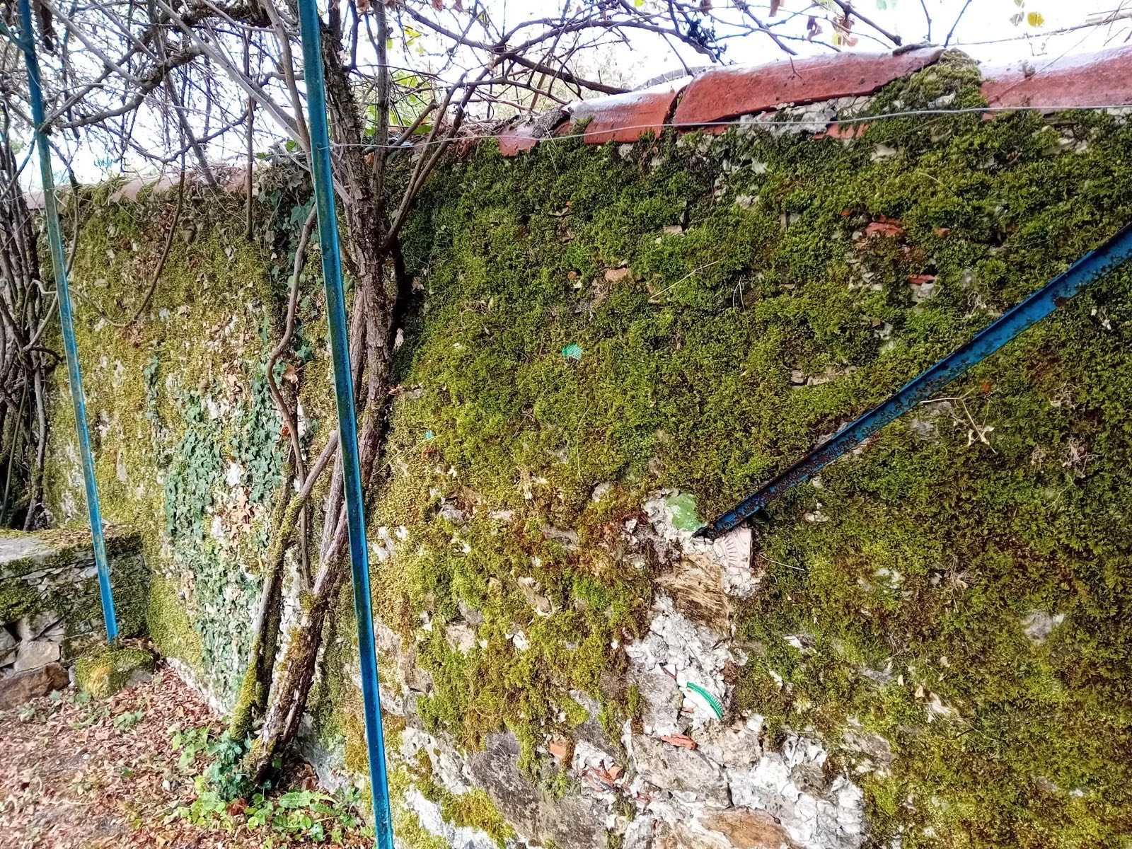 Mur en pierre avant nettoyage, entièrement recouvert de mousse
